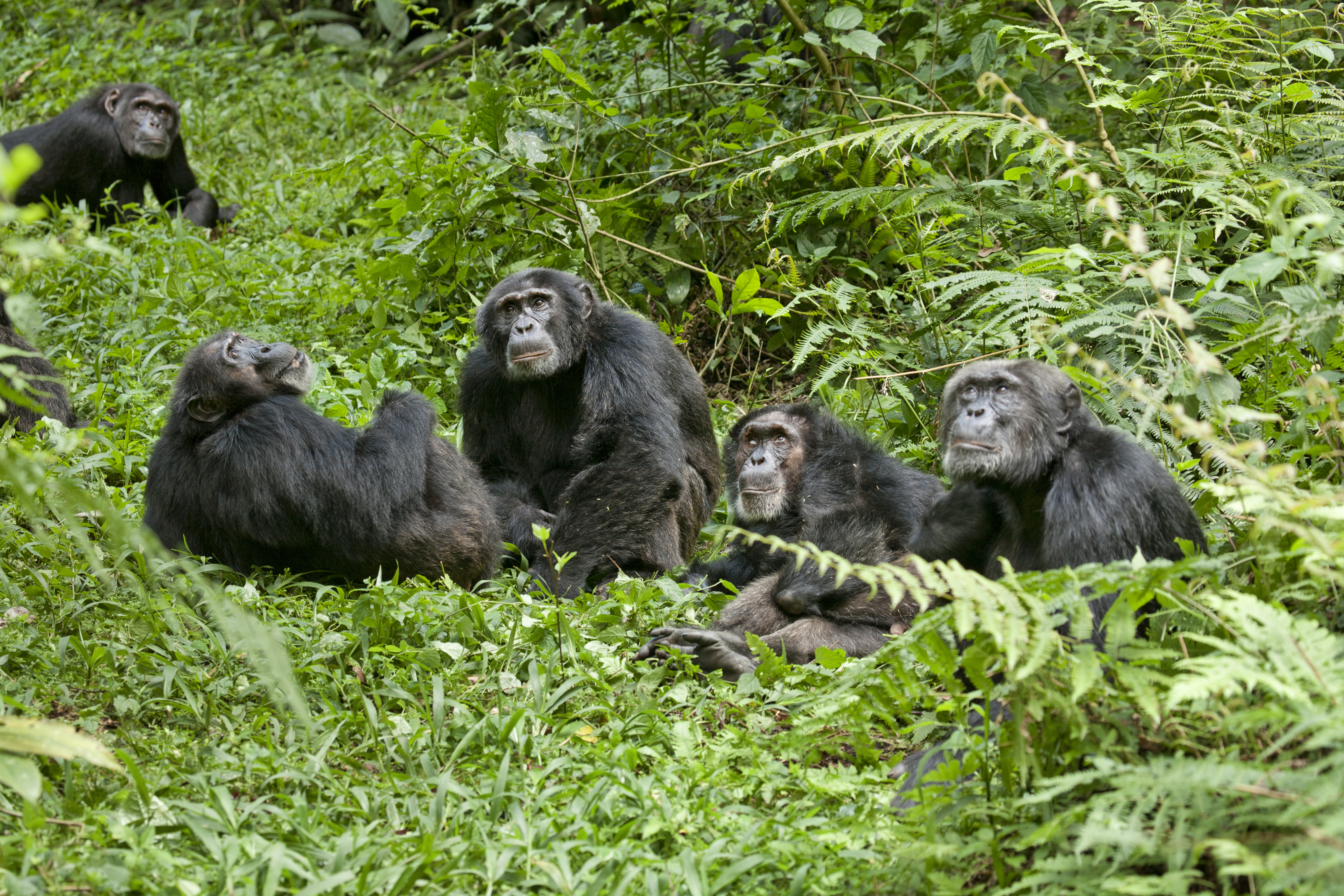 Нашествие обезьян. Группа обезьян шимпанзе. Танзания человекообразные обезьяны. Прайд обезьян. Стая обезьян.
